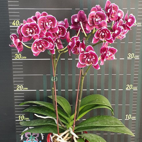 177630789516-Phal.%20Sunhope%20Little%20Prince%20'2%20eyes'%20%E8%8A%B14.jpg
