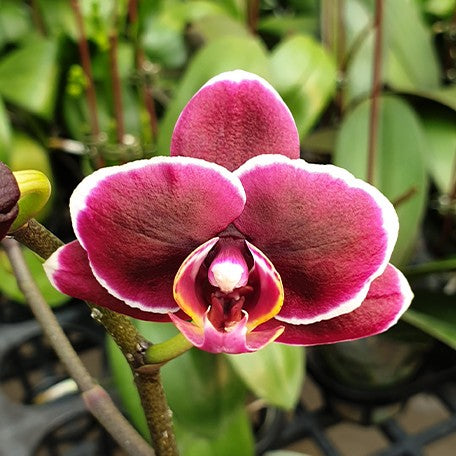 177630789561-Phal.%20Sunhope%20Little%20Prince%20'2%20eyes'%20%E8%8A%B12.jpg