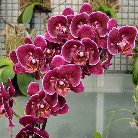 177630789568-Phal.%20Sunhope%20Little%20Prince%20'2%20eyes'%20%E8%8A%B13.jpg