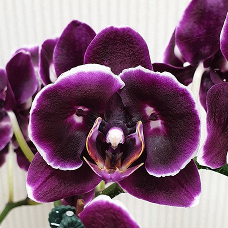 177630789579-Phal.%20Sunhope%20Little%20Prince%20'2%20eyes'%20%E8%8A%B11.jpg