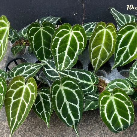 177632727765-Anthurium%20crystallinum%20(South%20America)%20%C3%97%20sib%20%E6%A4%8D%E6%A0%AA2.5''1.jpg