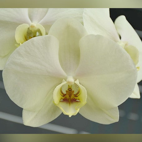 177725718722-Phal.%20Chi%20Yueh%20Green%20Giant%20%E8%8A%B12.jpg