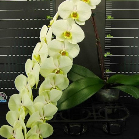 177725718784-Phal.%20Chi%20Yueh%20Green%20Giant%20%E8%8A%B11.jpg