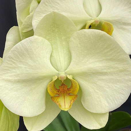 177735571399-Phal.%20Charming%20Forest%20Lake%20%C3%97%20(Charming%20Romeo%20%C3%97%20Golden%20Apollon)%20%E8%8A%B12.jpg