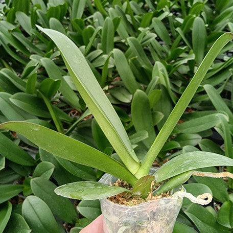 177744683791-Phal.%20Charming%20Forest%20Lake%20%C3%97%20(Charming%20Romeo%20%C3%97%20Golden%20Apollon)%20%E6%A4%8D%E6%A0%AA2.5''%201.jpg