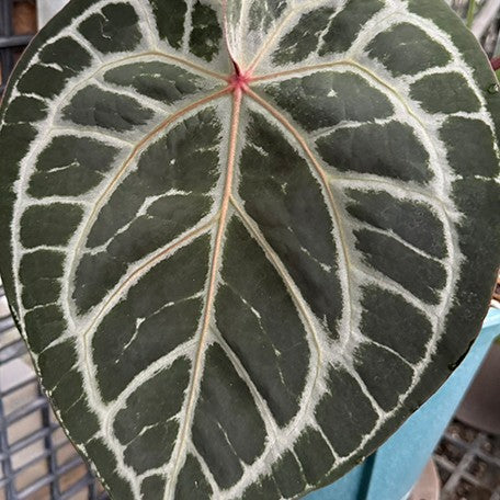 177794051720-Anthurium%20'Michelle'%20%E7%B1%B3%E9%9B%AA%E5%85%92%E7%B4%85%E6%B0%B4%E6%99%B6%20%E8%8A%B12.jpg