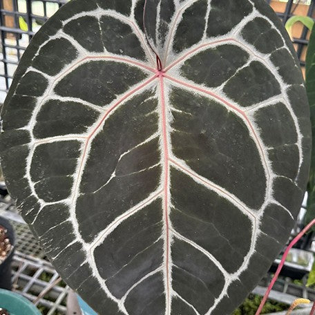 177794051750-Anthurium%20'Michelle'%20%E7%B1%B3%E9%9B%AA%E5%85%92%E7%B4%85%E6%B0%B4%E6%99%B6%20%E8%8A%B11.jpg