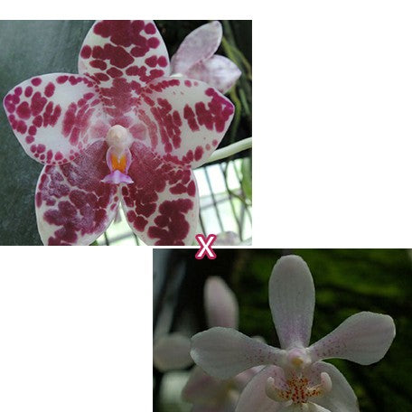 177795896422-Phal.%20gigantea%20'Jumbo%20Orchids'%20%C3%97%20lindeii%20'Jumbo'%20%E8%8A%B11.jpg