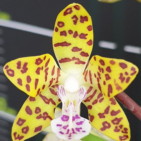 177796002597-Sedirea%20japonica%20%C3%97%20Vandopsis%20parishii%20%E8%8A%B11.jpg
