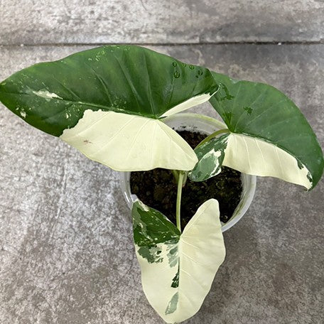 177803798627-Alocasia%20macrorrhiza%20'White%20Variegated'%20%E6%A4%8D%E6%A0%AA7''2.jpg