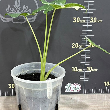 177803798648-Alocasia%20macrorrhiza%20'White%20Variegated'%20%E6%A4%8D%E6%A0%AA7''1.jpg