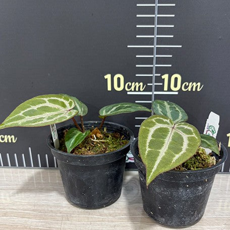 177803819936-Anthurium%20'Michelle'%20%E7%B1%B3%E9%9B%AA%E5%85%92%E7%B4%85%E6%B0%B4%E6%99%B6%20%E6%A4%8D%E6%A0%AA3''1.jpg