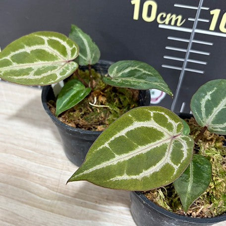 177803819977-Anthurium%20'Michelle'%20%E7%B1%B3%E9%9B%AA%E5%85%92%E7%B4%85%E6%B0%B4%E6%99%B6%20%E6%A4%8D%E6%A0%AA3''2.jpg
