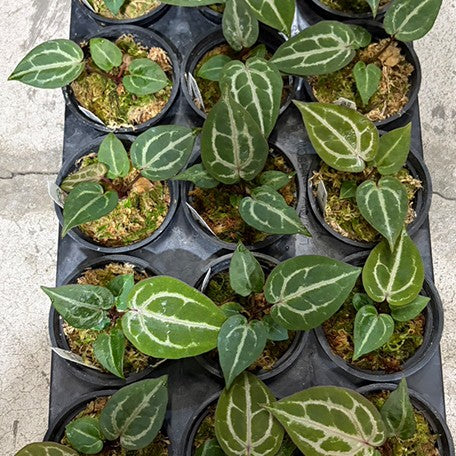 177803819998-Anthurium%20'Michelle'%20%E7%B1%B3%E9%9B%AA%E5%85%92%E7%B4%85%E6%B0%B4%E6%99%B6%20%E6%A4%8D%E6%A0%AA3''3.jpg