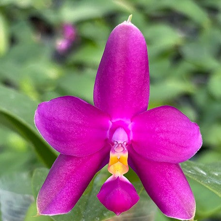 177823865893-Phal.%20Yaphon%20Rich%20Woman%20%C3%97%20violacea%20var.%20indigo%20blue%20%E8%8A%B13.jpg