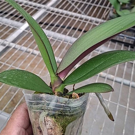 177849018665-Phal.%20Miki%20Jenny%20'600'%20%E6%A4%8D%E6%A0%AA2.5''1.jpg