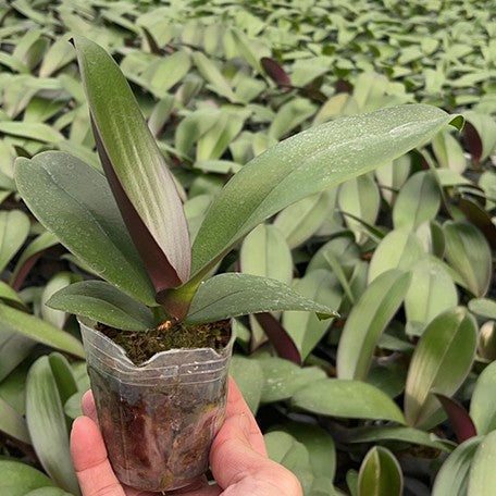177849018692-Phal.%20Miki%20Jenny%20'600'%20%E6%A4%8D%E6%A0%AA2.5''2.jpg