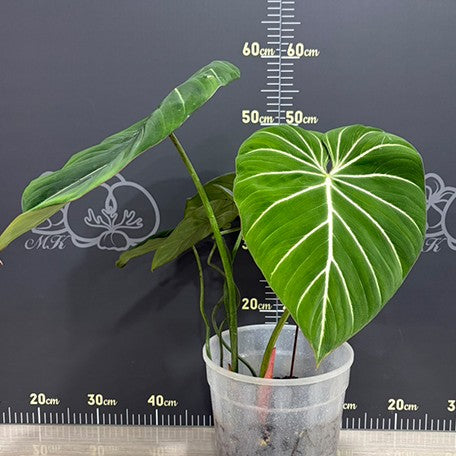 177863359225-Philodendron%20gloriosum%20%E6%A4%8D%E6%A0%AA%207''%203.jpg