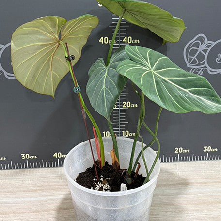 177863359261-Philodendron%20gloriosum%20%E6%A4%8D%E6%A0%AA%207''%201.jpg