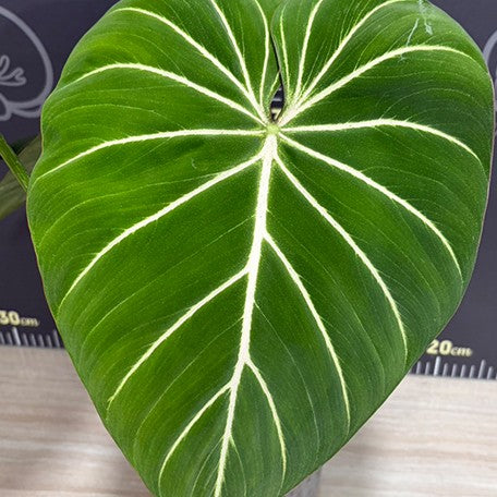 177863359268-Philodendron%20gloriosum%20%E6%A4%8D%E6%A0%AA%207''%202.jpg