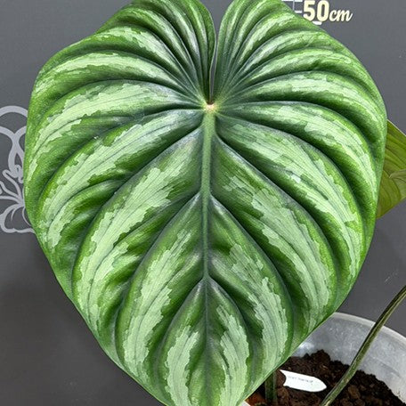 177863393137-Philodendron%20plowmanii%20'Watermelon'%20%E6%A4%8D%E6%A0%AA%207''%202.jpg