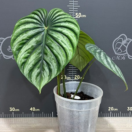 177863393184-Philodendron%20plowmanii%20'Watermelon'%20%E6%A4%8D%E6%A0%AA%207''%203.jpg