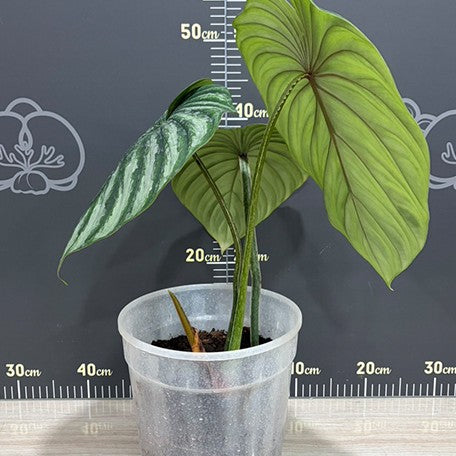 177863393192-Philodendron%20plowmanii%20'Watermelon'%20%E6%A4%8D%E6%A0%AA%207''%201.jpg