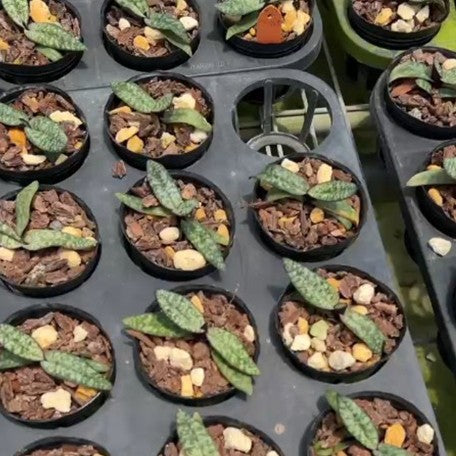 177863420316-Paph.%20delenatii%20dunkel%20%20%E8%B6%8A%E5%8D%97%E7%BE%8E%E4%BA%BA%E9%BB%91%E9%82%8A%20%E6%A4%8D%E6%A0%AA2.5''%201.jpg
