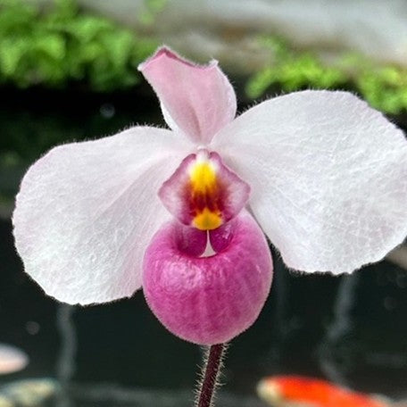 177863429745-Paph.%20delenatii%20dunkel%20%20%E8%B6%8A%E5%8D%97%E7%BE%8E%E4%BA%BA%E9%BB%91%E9%82%8A%20%E8%8A%B1%202.jpg