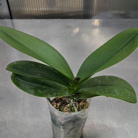 177874292029-Phal.%20Ching%20Ann%20Diamond%20%E6%A4%8D%E6%A0%AA%203''1.jpg
