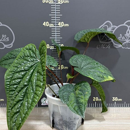 177874296361-Anthurium%20luxurians%20%C3%97%20radicans%20%E6%A4%8D%E6%A0%AA7''%201.jpg