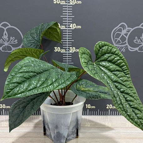 177874296393-Anthurium%20luxurians%20%C3%97%20radicans%20%E6%A4%8D%E6%A0%AA7''%202.jpg