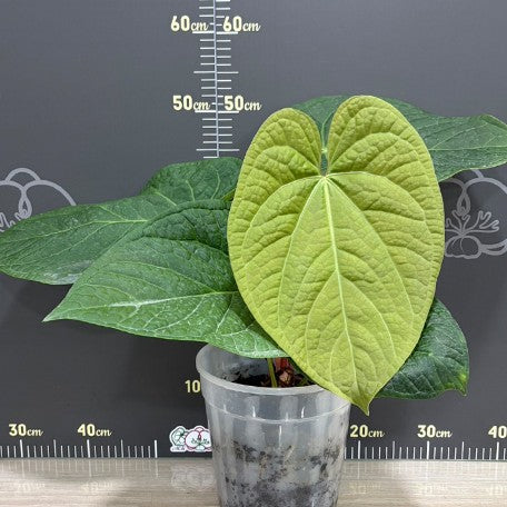 177906424517-Anthurium%20luxurians%20%C3%97%20'Silver%20Blush'%20%20%E5%A5%A2%E8%8F%AF%20%C3%97%20%E9%8A%80%E5%88%B7%20%E8%8A%B1%201.jpg