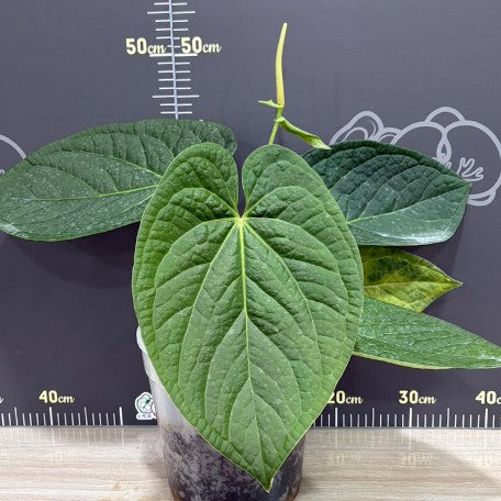 177906448217-Anthurium%20luxurians%20%C3%97%20'Silver%20Blush'%20%20%E5%A5%A2%E8%8F%AF%20%C3%97%20%E9%8A%80%E5%88%B7%20%E6%A4%8D%E6%A0%AA%207''1.jpg