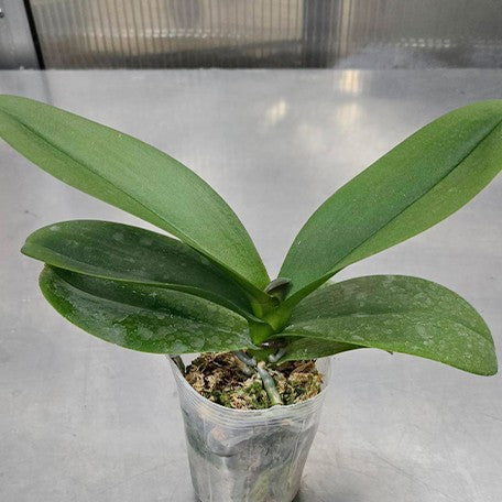 177906600866-Phal.%20Ching%20Ann%20Diamond%20%E6%A4%8D%E6%A0%AA%203''1.jpg