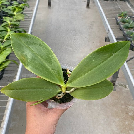 177917205695-Phal.%20Miki%20Passion%20Corningiana%20'Bell'%20%E6%A4%8D%E6%A0%AA2.5''1.jpg