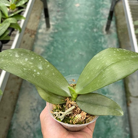 177917526729-Phal.%20Jong's%20Gigan%20Cherry%20'Prince'%20%E6%A4%8D%E6%A0%AA2.5''1.jpg