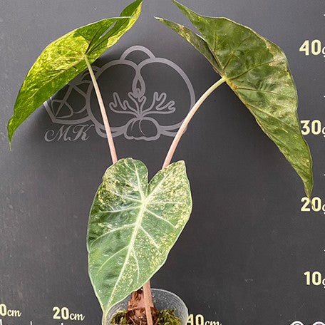 177918775580-Alocasia%20Pink%20Dragon%20aurea%20variegated%20%E6%96%91%E8%91%89%E7%B2%89%E7%B4%85%E9%BE%8D%E8%A7%80%E9%9F%B3%E8%93%AE%20%E8%8A%B11.jpg