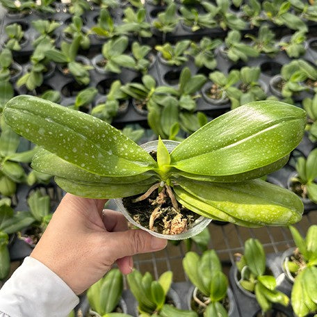 177923949394-Phal.%20speciosa%20'Miki%20Purple'%20%C3%97%20sib%20%E6%A4%8D%E6%A0%AA2.5''1.jpg