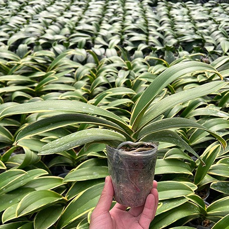 177924068725-Phal.%20Sun%20Jye%20Diamond%20(variegata)%20%E6%A4%8D%E6%A0%AA%203''%201.jpg
