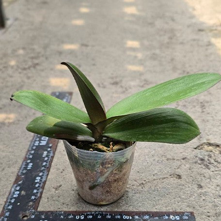 177927002347-Phal.%20Michel%20%E6%A4%8D%E6%A0%AA2.5''1.jpg