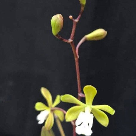 177932852085-Epi.%20floribundum%20%C3%97%20self%20%E7%B4%85%E7%94%98%E8%94%97%E6%A8%B9%E8%98%AD%20%E8%8A%B1%201.jpg