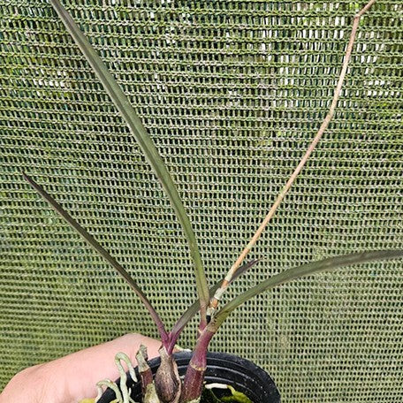 177932857868-Epi.%20floribundum%20%C3%97%20self%20%E7%B4%85%E7%94%98%E8%94%97%E6%A8%B9%E8%98%AD%20%E6%A4%8D%E6%A0%AA%202''%201.jpg