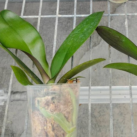 177941780152-Phal.%20Younghome%20Dreamilk%20'0793'%20%E6%A4%8D%E6%A0%AA2.5''1.jpg