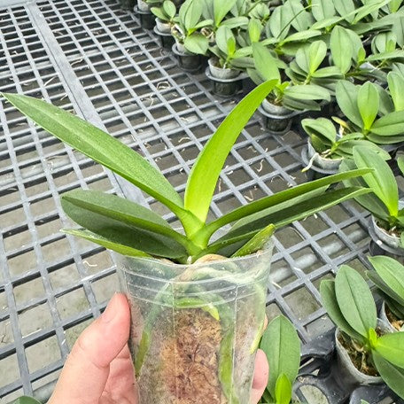 177941784047-Phal.%20Younghome%20Fragrance%20Lover%20'05139'%20%E6%A4%8D%E6%A0%AA2.5''1.jpg