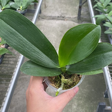 177944542151-Phal.%20Meidarland%20Nice%20Spots%20'Miro'%20%E6%A4%8D%E6%A0%AA2.5''1.jpg