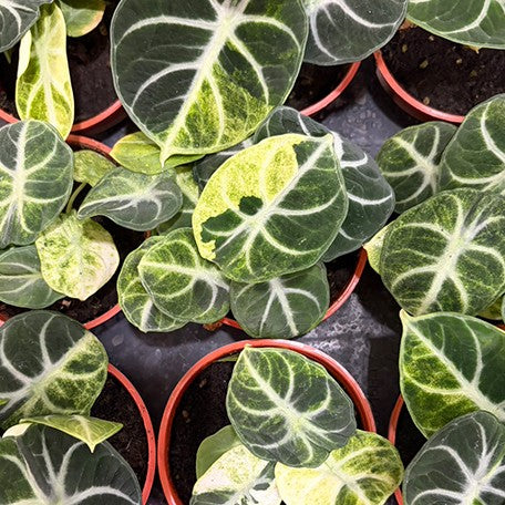 177978565413-Alocasia%20'Ninja'%20variegated%20%E6%96%91%E8%91%89%E5%BF%8D%E8%80%85%E8%A7%80%E9%9F%B3%E8%93%AE%20%E8%8A%B11.jpg