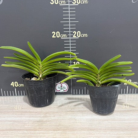 177987230845-(Holc.%20flavescens%20%C3%97%20Rhy.%20gigantea)%20%C3%97%20Rhy.%20gigantea%20var.%20alba%20%E6%A4%8D%E6%A0%AA3.5''2.jpg