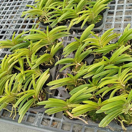 177987230876-(Holc.%20flavescens%20%C3%97%20Rhy.%20gigantea)%20%C3%97%20Rhy.%20gigantea%20var.%20alba%20%E6%A4%8D%E6%A0%AA3.5''1.jpg