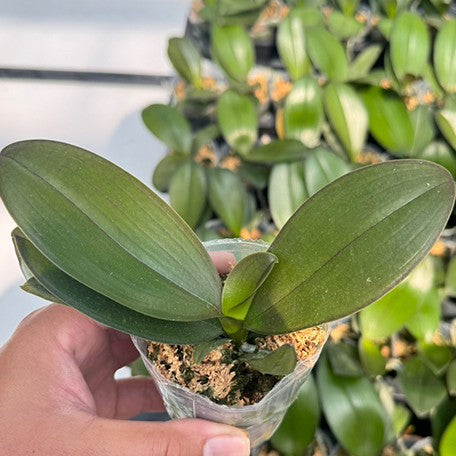 178038905490-Phal.%20Long%20Pride%20Renee%20'MP2723'%20%E6%A4%8D%E6%A0%AA2.5''1.jpg